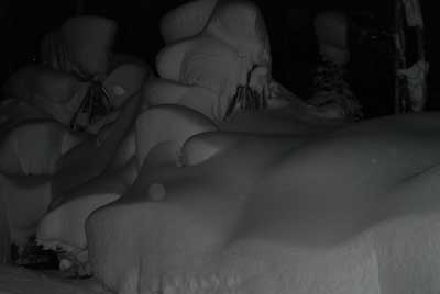 夕方、撮った自宅の庭の様子です。
