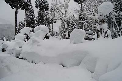 庭木も雪に埋まってしまいました。