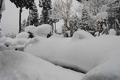 庭木にも雪が結構、積もりました。