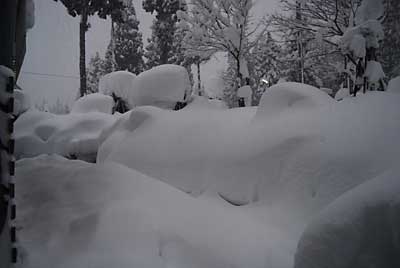 庭木の雪囲いにもかなり雪が積もりました。