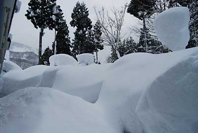 庭木の雪は、すごいことになっています。