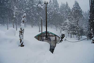 昨夜から今朝にかけて新雪が３０ｃｍくらい積もりました。