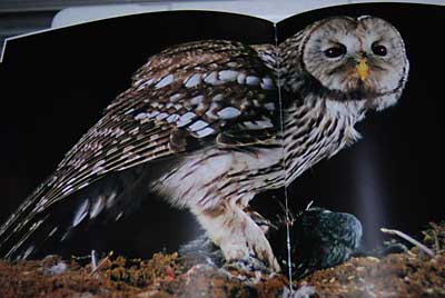 やっぱりフクロウは、いいですね～。