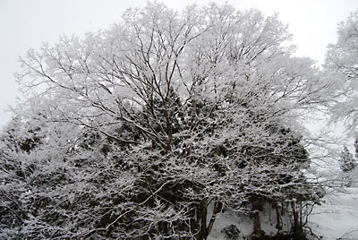 雪桜、きれいです♪