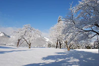 青空に映えて雪桜がきれいです。