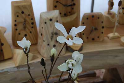 コブシの花が、ひとあし早く咲いてくれました。