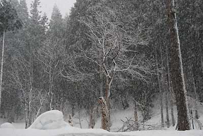 桜の木には、雪桜？が咲いています。