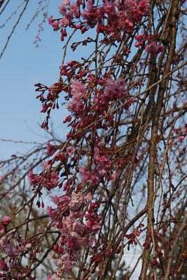 こちらはしだれ桜です。