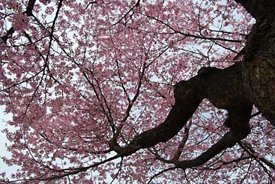 ほんと、紅が濃くて見事です。