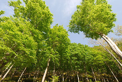紅葉もきれいですが、新緑もすばらしいです。
