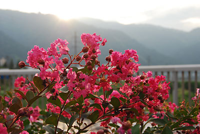 きれいです。サルスベリの花。