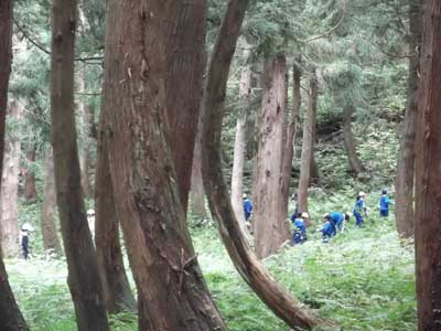 たぶん初めて持つカマを使って一生懸命下刈りをやっていました。