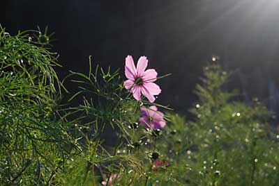 秋桜の花が朝日を浴びてきれいでした。