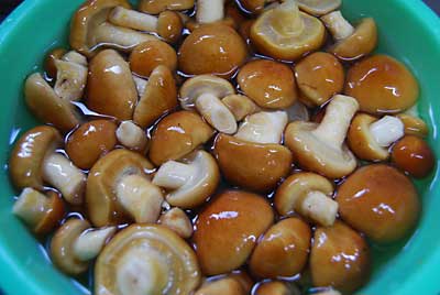 さくらのホダ木から出たナメコを収穫して来ました。