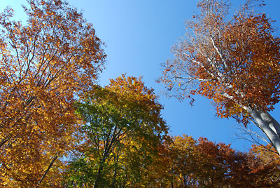 ブナの紅葉がすばらしいです。