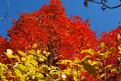目が痛くなるほどの鮮やかな紅葉がみごとです。