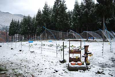 降った雪で倒れた猿よけアミの復旧に行ってきました。