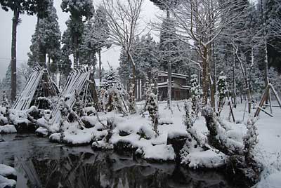 庭木の雪囲いも間に合いました。