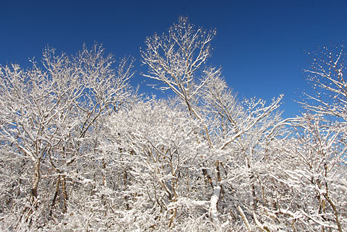 雪の花？がきれいです。