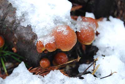雪をかぶった原木ナメコが出ていましたので収穫してきました。