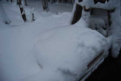 タラの木とコシアブラも雪の下になりました。