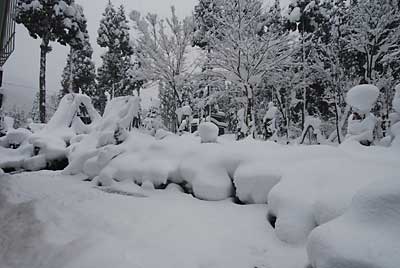 庭木もだいぶ雪に覆われました。