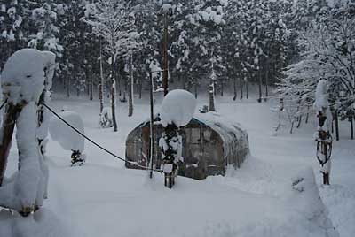 ハウスの周りの雪を片づけておいたので、この雪でも安心です。