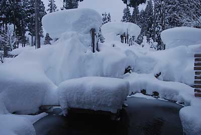 庭木の雪もすごいことになっています。