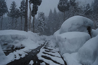 朝からシンシンと雪が降ってきました。
