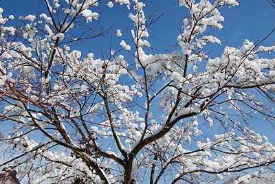 雪の花もきれいでした。