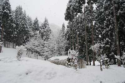 天気予報どおり、朝起きたら雪が降っていました。
