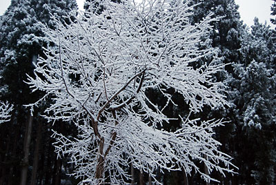 サクラの木に雪の花が咲きました。