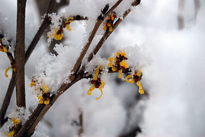 やっと咲き出したマンサクの花も雪に埋もれてしまいました。