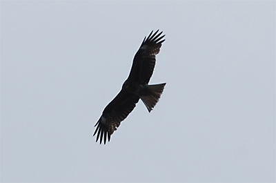 帰りに丁度、鷹？とカラスが上空で喧嘩していました。