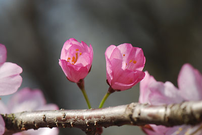 濃い桜色が見事です！