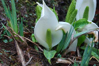 水芭蕉の花が咲くと、春の訪れを実感します。