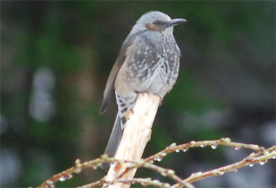 庭に来た野鳥ですが、種類は分かりません。