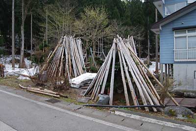 今日は、庭木の雪囲外しをしました。