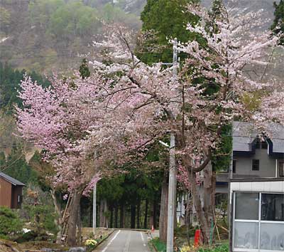 満開の桜もきれいです！