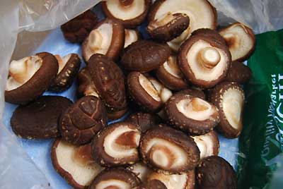 農園のシイタケのホダ木からシイタケが出始めました。
