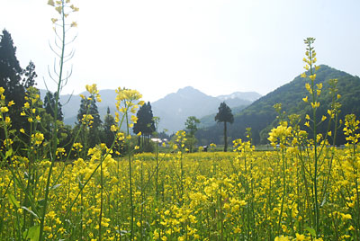週末は、大源太の菜の花が満開になります。