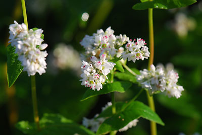 同じくソバの花です。