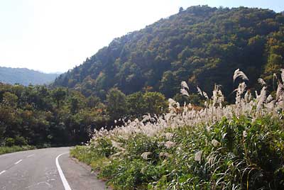 このところの朝晩の冷え込みのせいか紅葉が一気に始まって来ました。