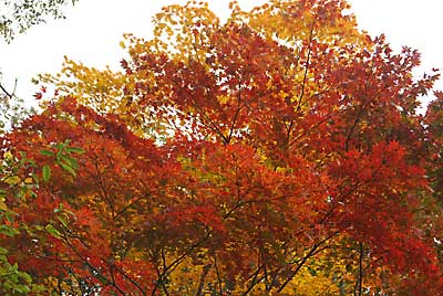 大源太の紅葉がきれいになってきましたよ～！