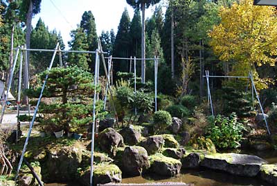 ちなみに昨年の単管パイプの支柱です。
