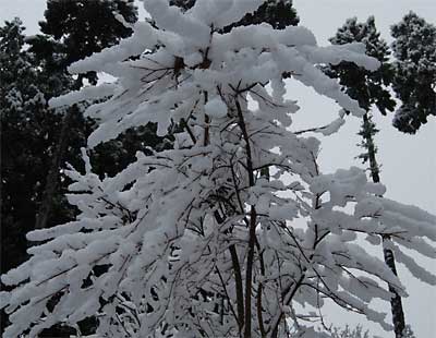 雪花がきれいです。