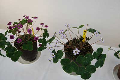 雪割草その１