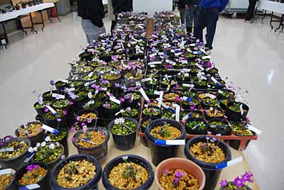 雪割草その５