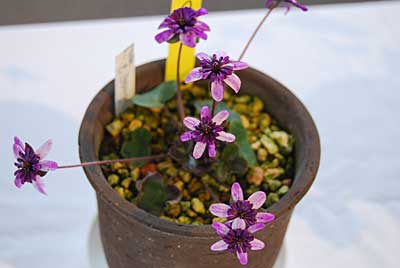 雪割草その８