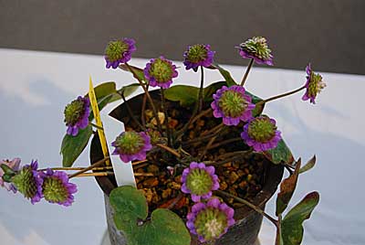 雪割草その９